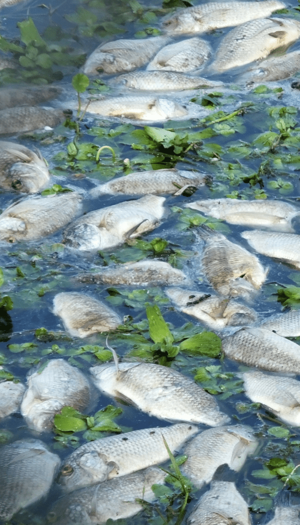fishery aeration for healthy fish