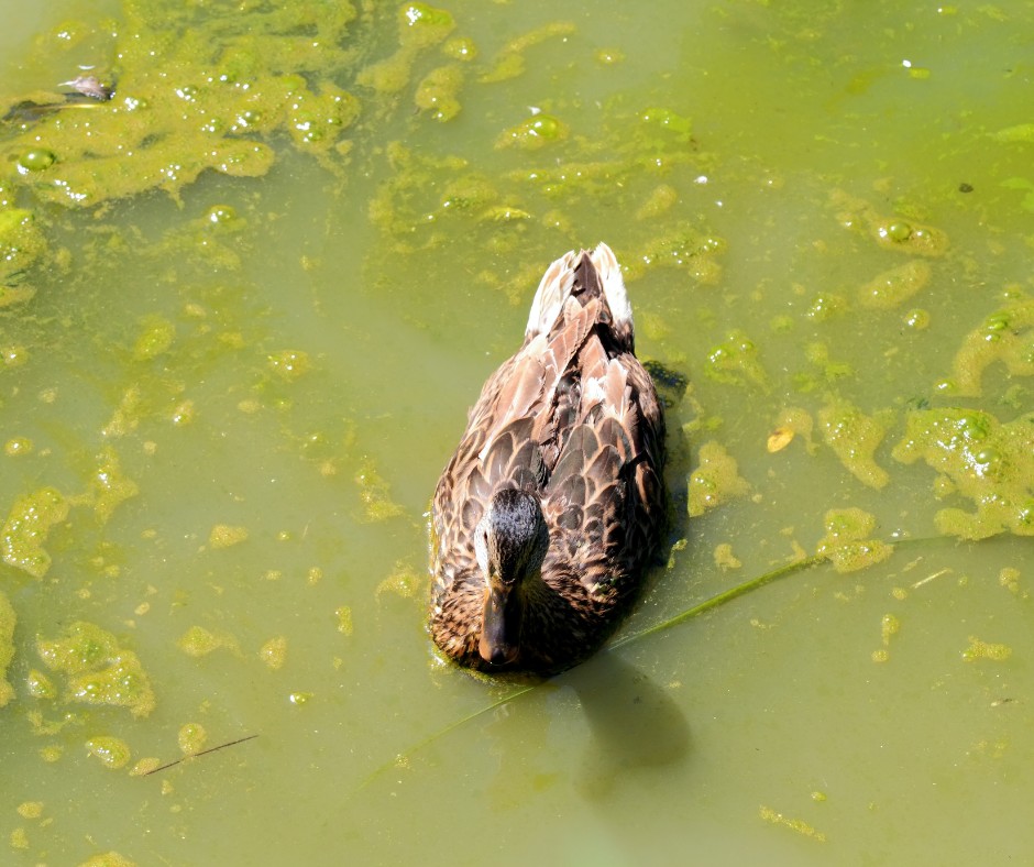 duck in blue green algae