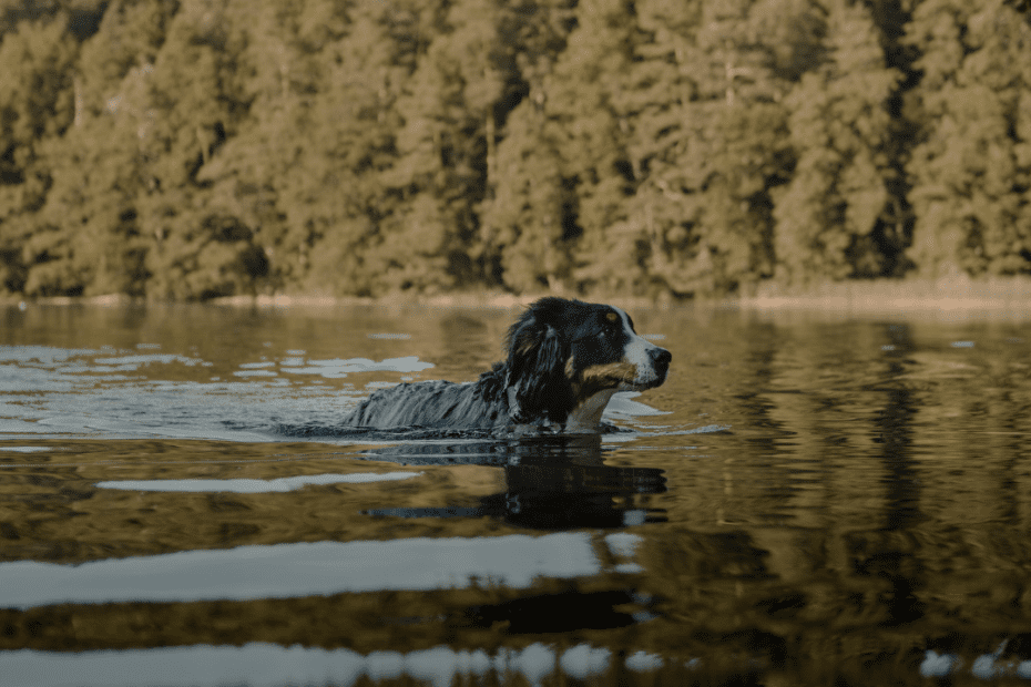 Image of dog swimming in the lake. tall green trees in background.