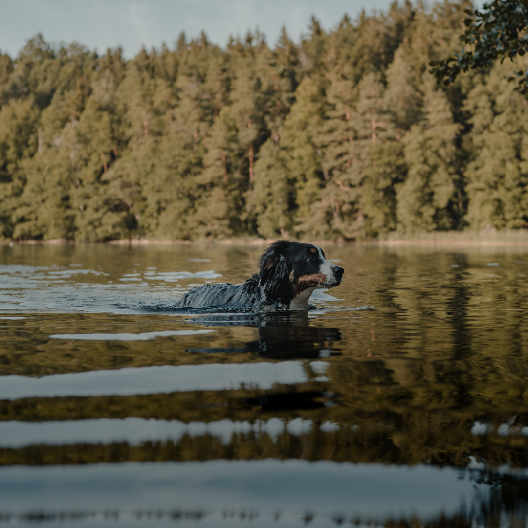 Image of dog swimming in the lake. tall green trees in background.