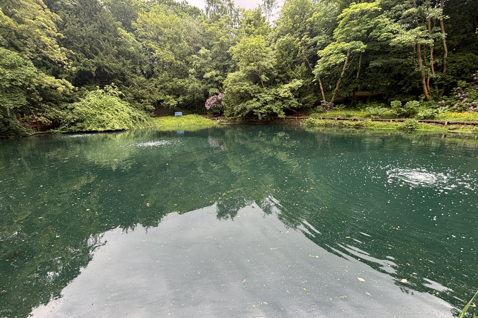 A tranquil pond edged by lush trees and shrubs, with a blue bench visible on the far bank.