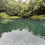 A tranquil park pond with dark green water, surrounded by trees and flowering bushes; a blue bench is visible in the distance on the far shore.